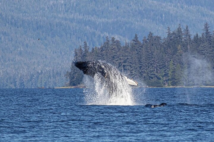 Ketchikan Whale Watching and Nature Tour - Photo 1 of 24